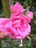 Morning Jewel rose photo
