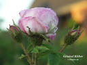 Général Kléber rose photo
