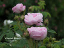 Général Kléber rose photo