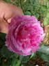 The Good Dog rose photo