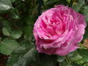 The Good Dog rose photo