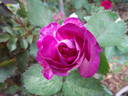 The Good Dog rose photo