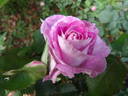 The Good Dog rose photo