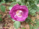 Temperance rose photo