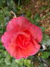 Gentleman Bob rose photo
