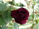 Jack Daniel rose photo