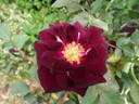 Jack Daniel rose photo