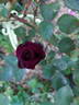 Jack Daniel rose photo