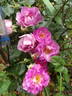 Frances Sims rose photo