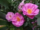 Frances Sims rose photo