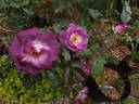Bobby rose photo