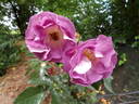 Bobby rose photo