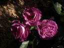 Bobby rose photo