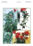 Benred rose photo