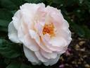 Adorabelle rose photo