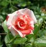 Dandy Andy rose photo