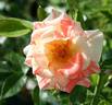 Dandy Andy rose photo