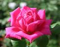 El Presidente rose photo