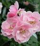 Petite Bonanza rose photo