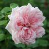 Pink Minnie rose photo