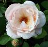 Platinum Blonde rose photo