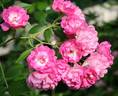Princesse du Ballet rose photo