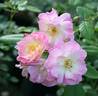 Pure of Heart rose photo