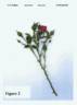 Poulcy014 rose photo