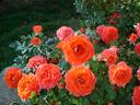 Venise rose photo