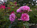 Mellos Ahrensburger rose photo