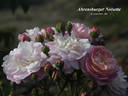 Ahrensburger Noisette rose photo