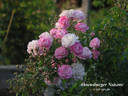 Ahrensburger Noisette rose photo