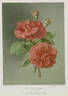 Anna Alexieff rose photo