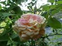 Adrienne Christophle rose photo