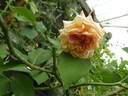Adrienne Christophle rose photo