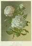 Madame Freeman rose photo