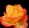 We will Remember Them rose photo