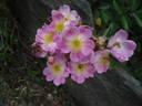 Černica rose photo