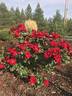 Preference ™ rose photo