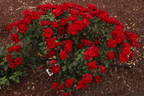 Preference ™ rose photo