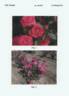 RADtreasure rose photo