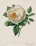 Elisa Sauvage rose photo