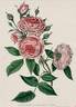 Prudence Roëser rose photo