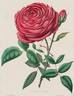 William Jesse rose photo