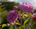 À longs pédoncules rose photo
