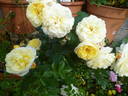 Bamako rose photo