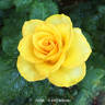 Aloha ® rose photo