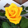 Aloha ® rose photo