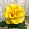 Aloha ® rose photo