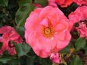 Bad Salzuflen rose photo